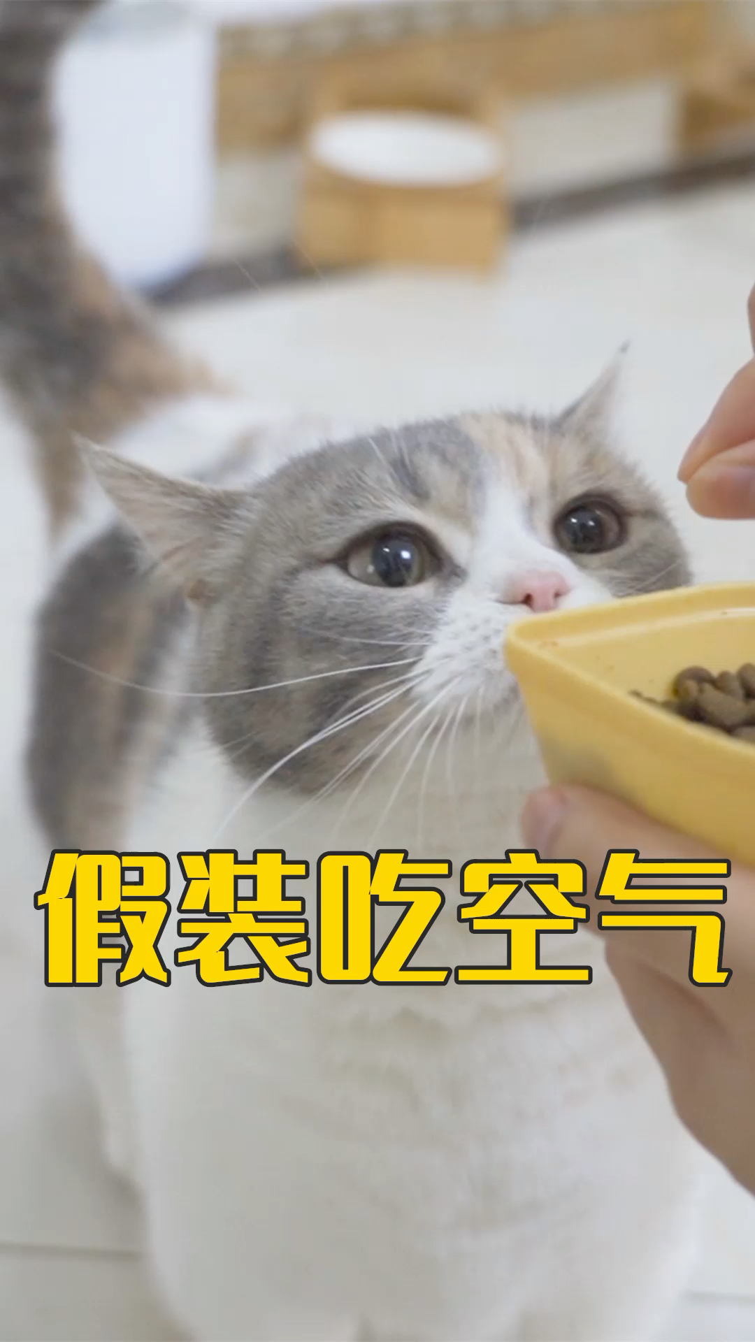 我家萌宠成精了#假装在猫面前吃空气,猫会不会上当?