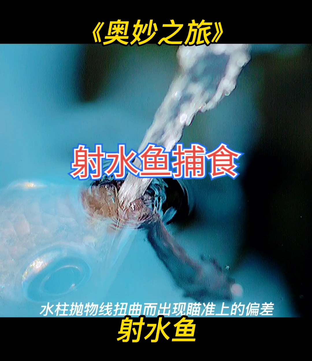 动物世界#射水鱼捕食猎物,看着就治愈