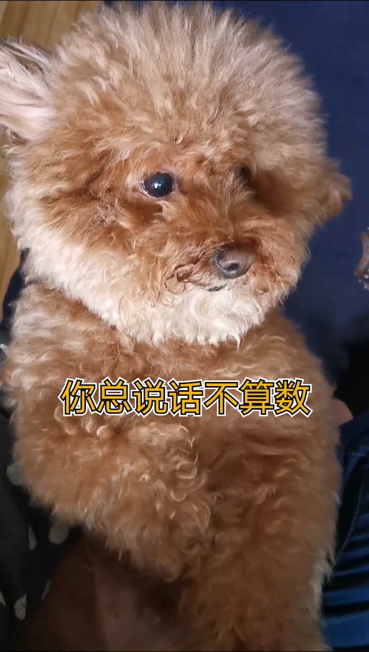 我家萌宠成精了#你说话不算数!@全民小助手