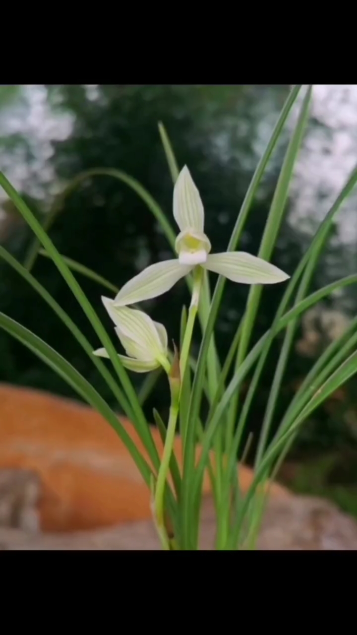 莲瓣兰阳春白雪