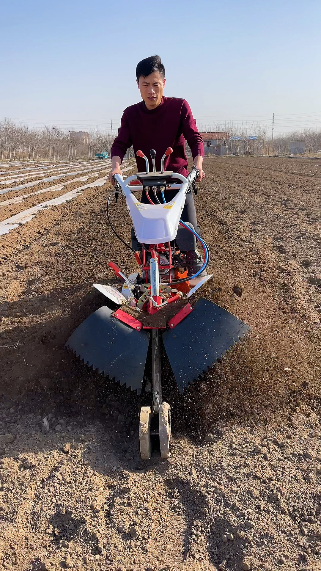 大葱开沟培土机#大葱培土用什么农机?