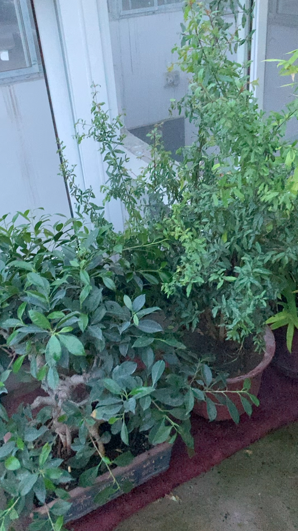 自家楼顶上绿植