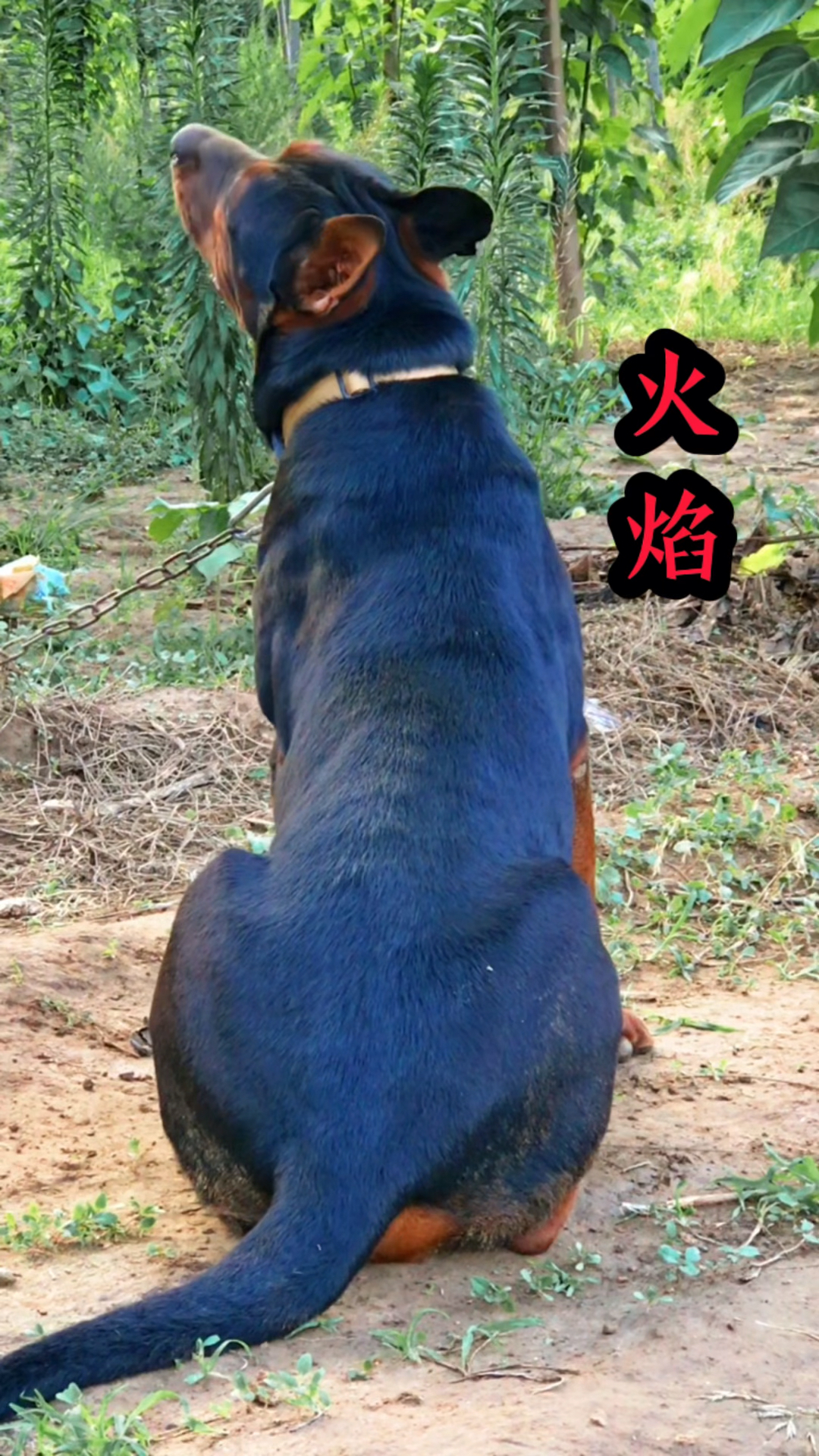 我家宠物不一样国产莱州红犬火焰狗狗热门莱州红犬护卫犬山红犬