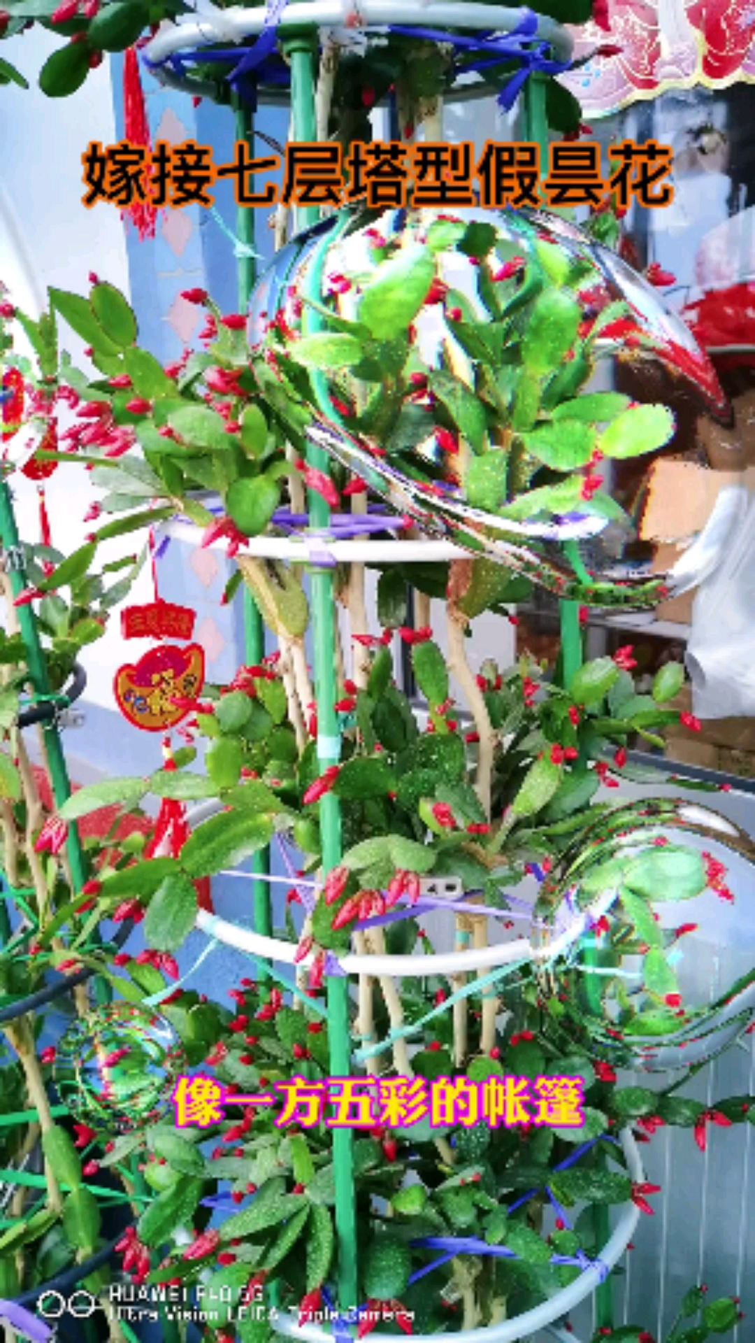 叶仙嫁接七层塔型假昙花,花期三到五月份!