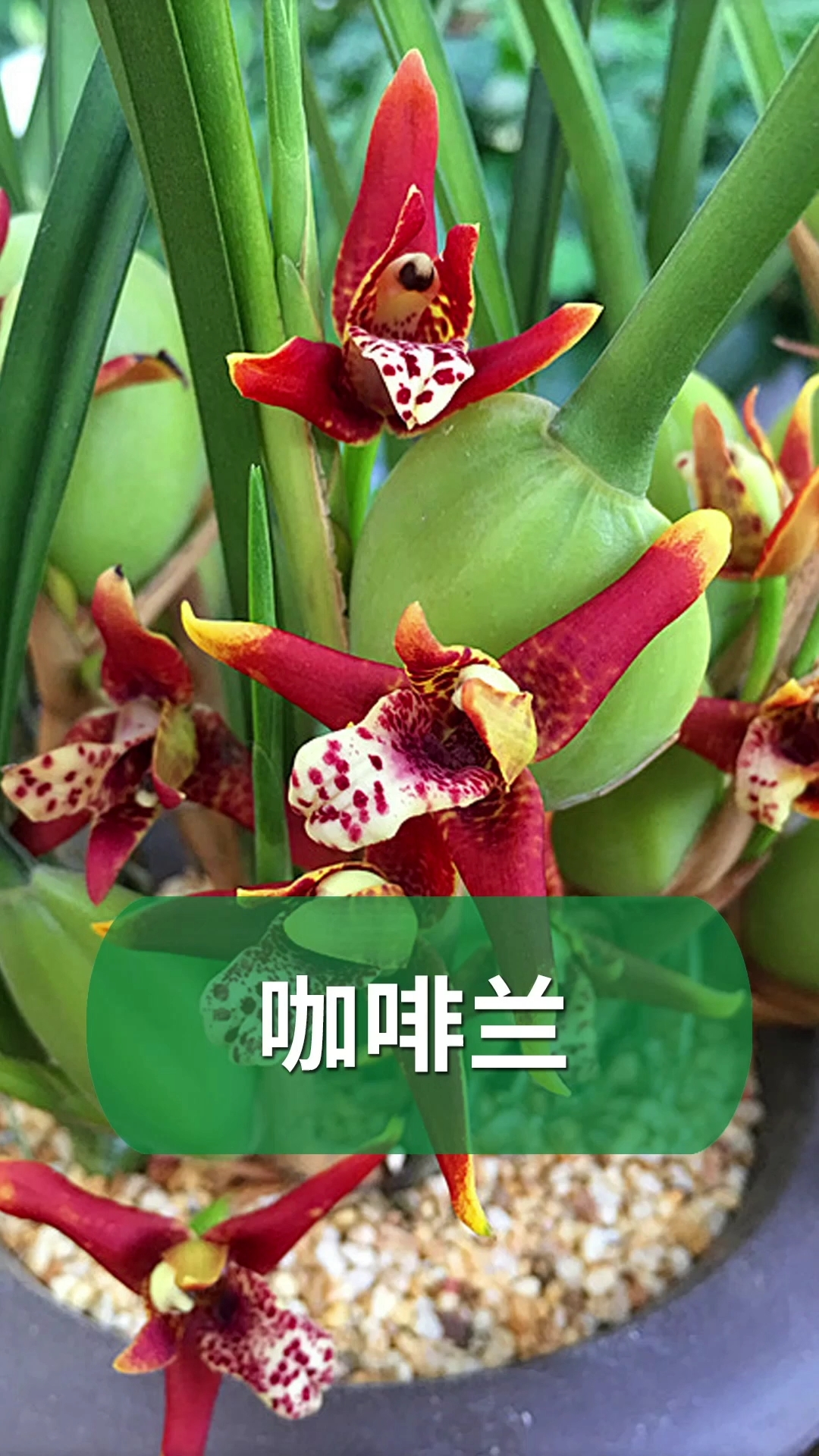 分享养花经验喜欢喝咖啡的同学一定要种盆咖啡兰