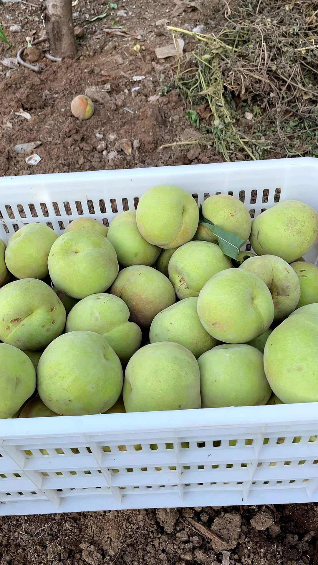 国庆节成熟的大青桃,好管理,不套袋,糖度20以上,南北方都可以种植-度