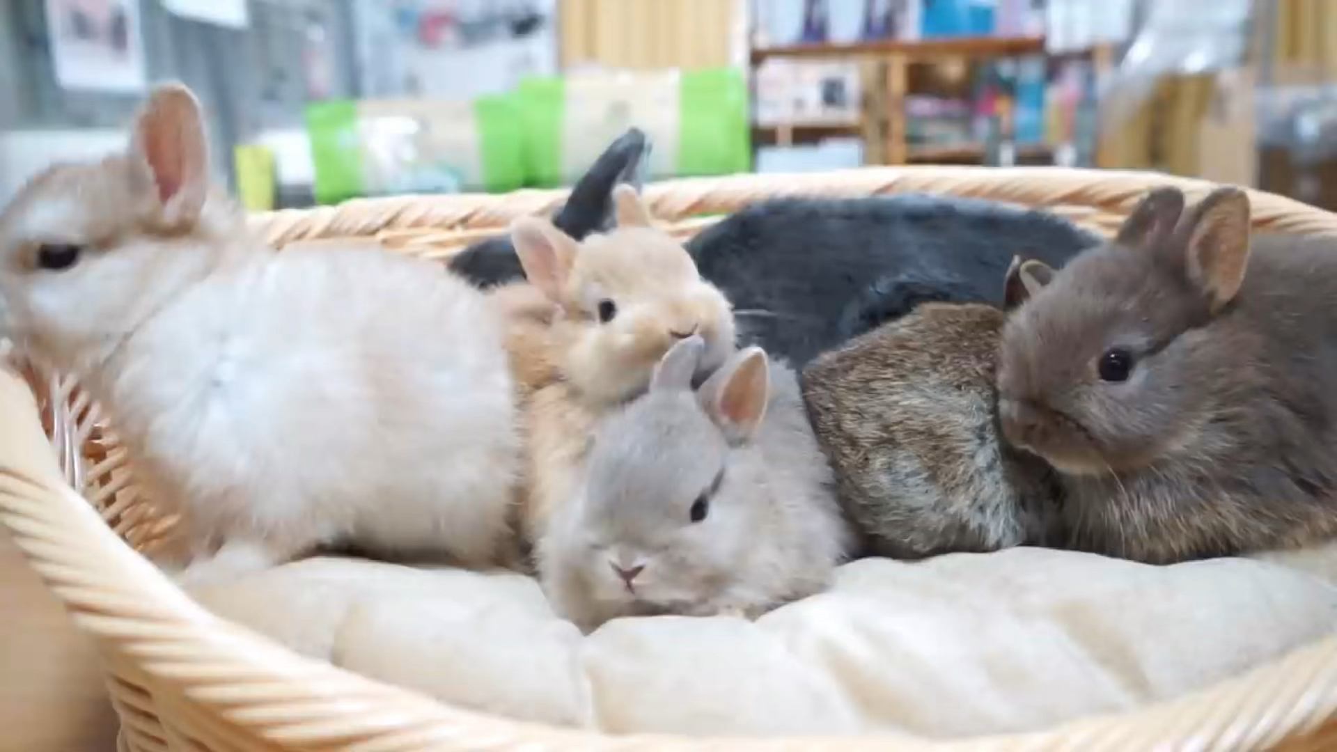 家有萌宠#【萌宠】一窝小兔子,太可爱了,心都化了