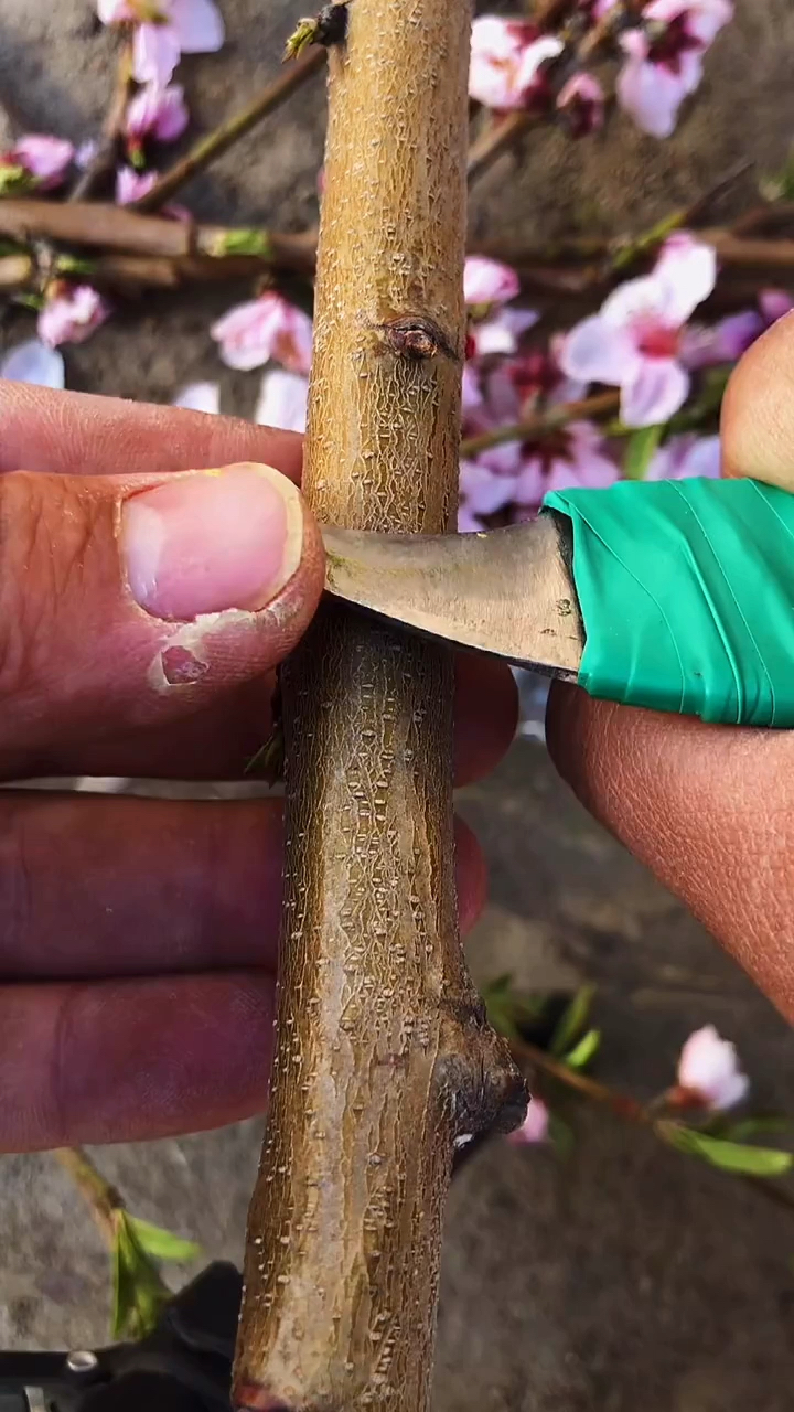 嫁接技术桃树嫁接一看就会