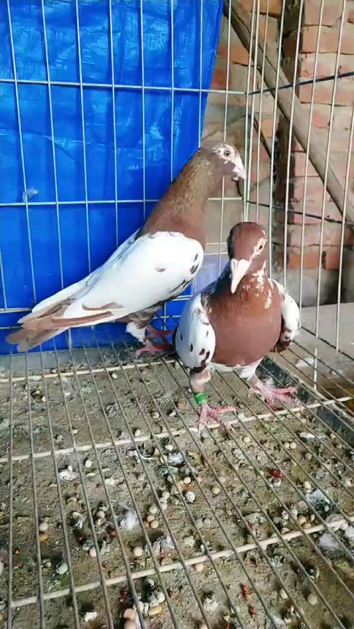 鸽魔#慕利门火凤凰种鸽,太漂亮了.