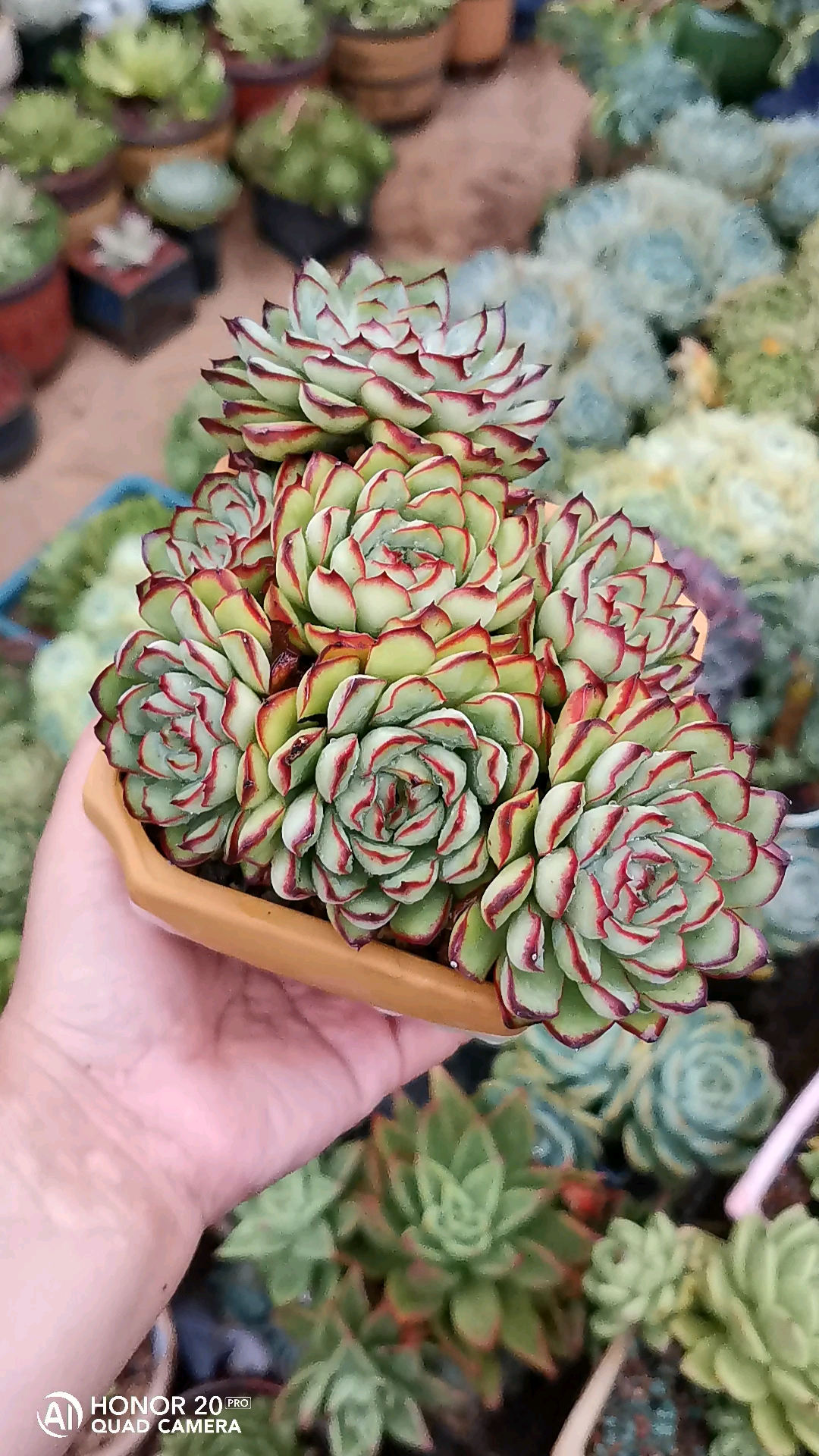 灵隐多肉#接连淋了一个多星期雨,妆还没花.难怪好多人喜欢你.