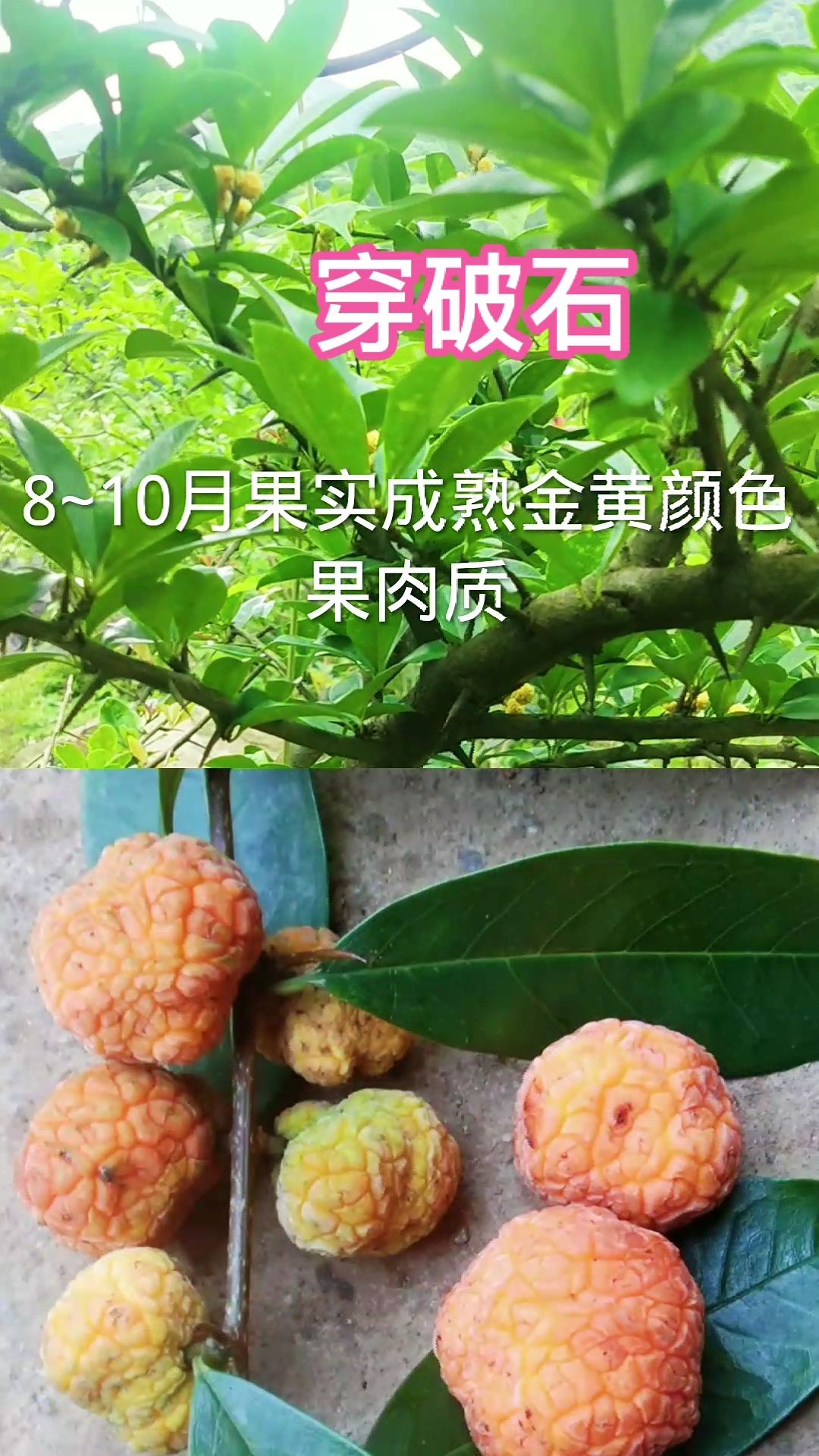 认识中草药#农村这种独特的植物,叫穿破石,根茎上有多层皮,别称九层