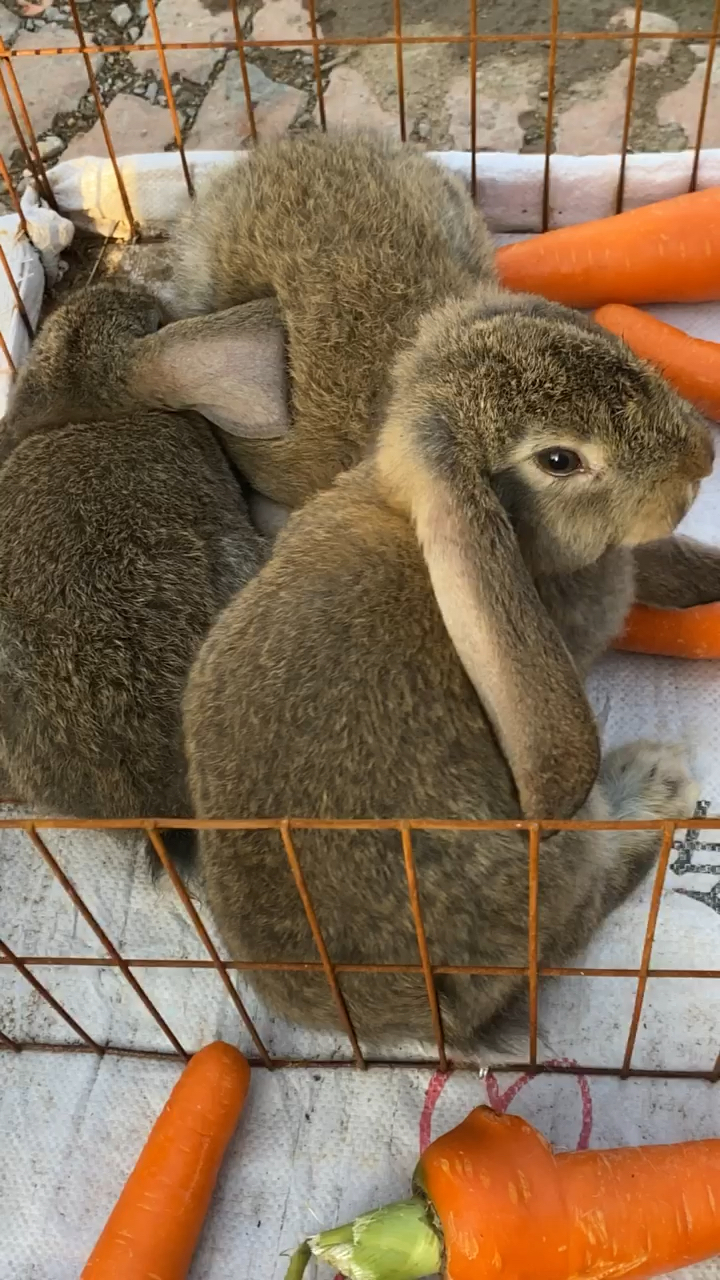 公羊兔,长势快,成年能长20多斤,一窝能下8到12只-度小视