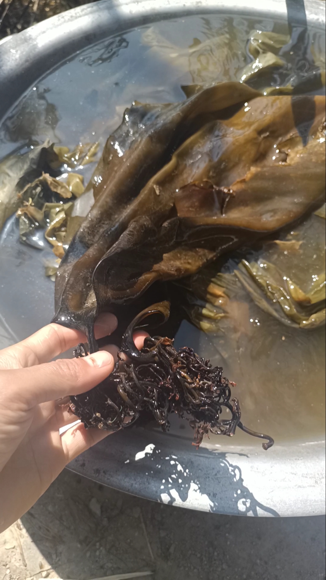 原来海带根是这样的