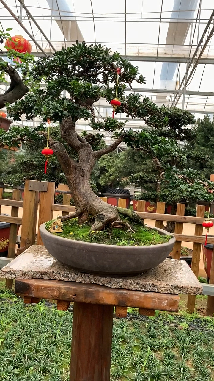 菊花罗汉松盆景,四季常青,已造型树冠完美,林叶细密翠绿,文气雅致