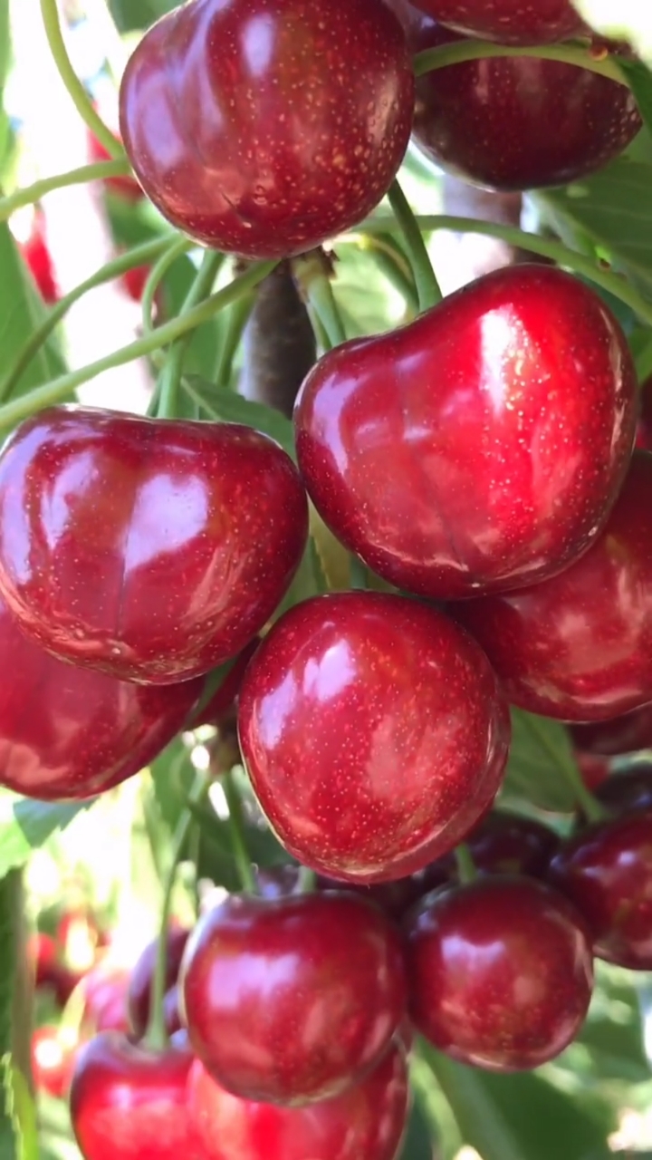 鲁樱三号大樱桃品种详细介绍口感脆甜的它能否与美早相抗衡
