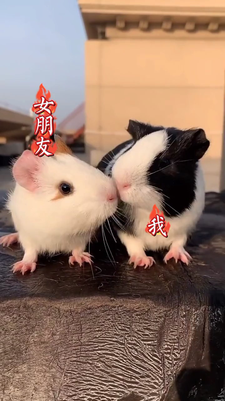 家有萌宠#小兔子亲亲