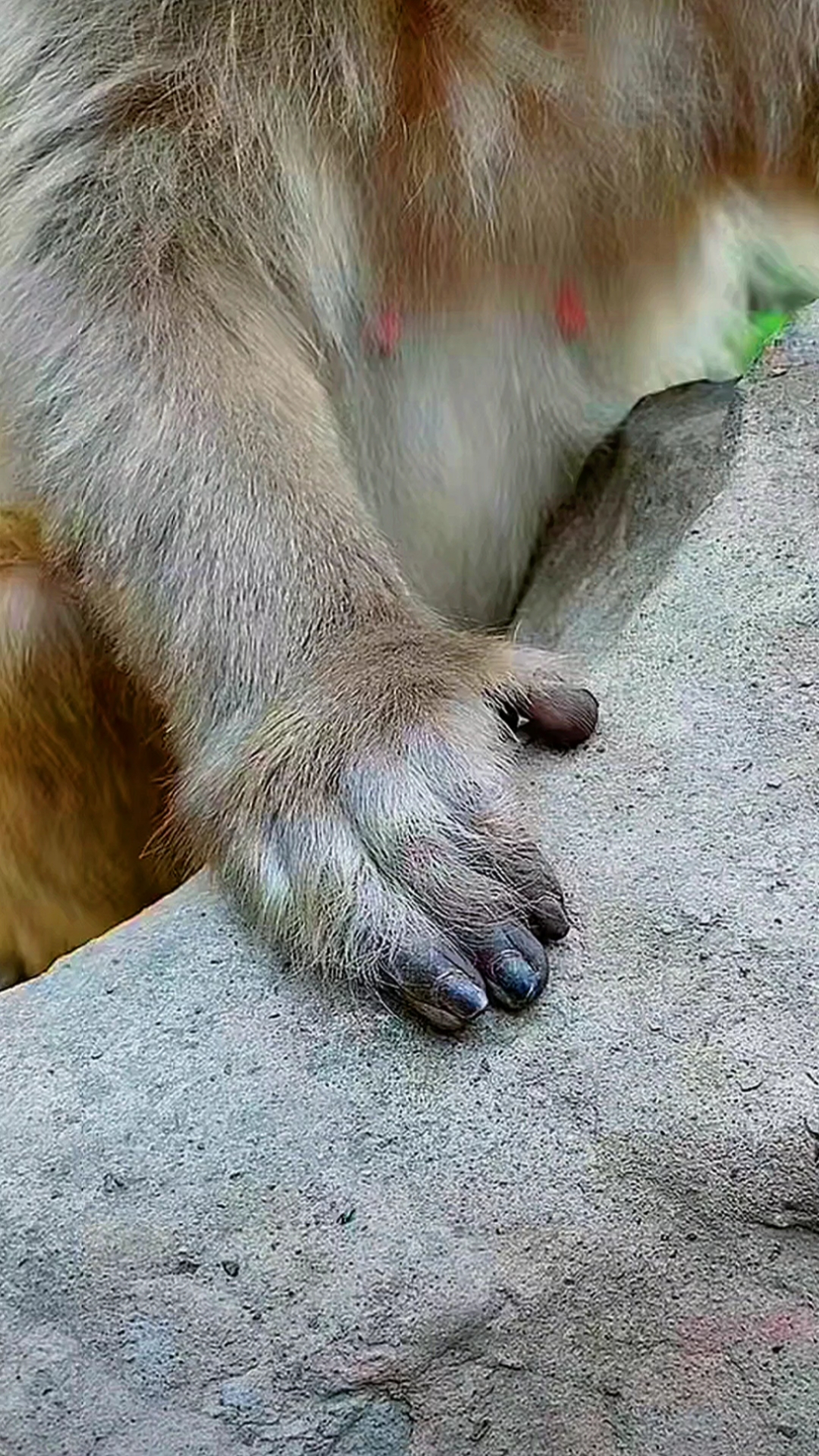 保护野生动物#猴子的手,涂的天然黑色指甲油!太行山野生猕猴保护区