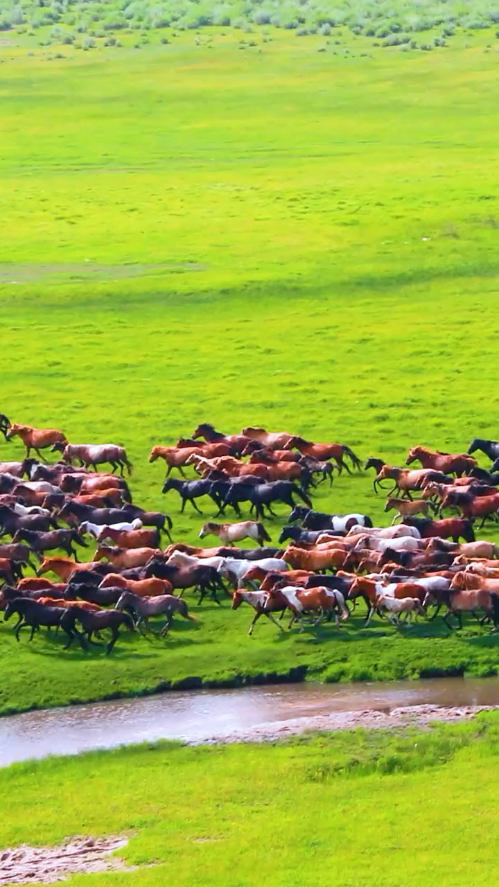 万马奔腾场面壮观蒙古马精神