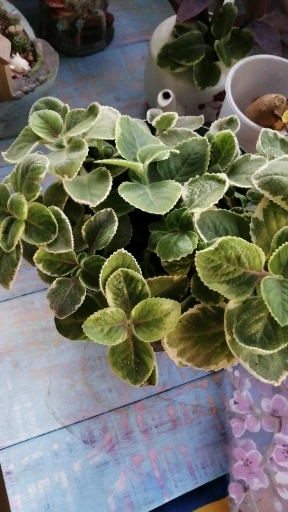 我的小花园#香妃碰碰香锦还没有出颜色