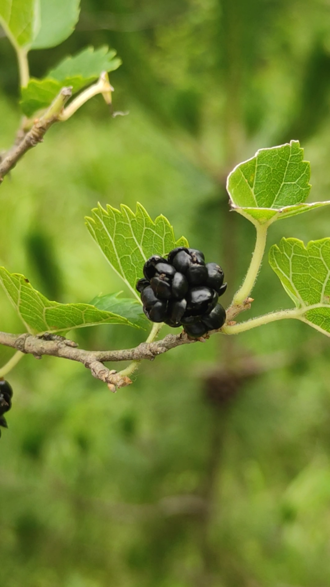 成熟的野生桑枣,你吃过吗?