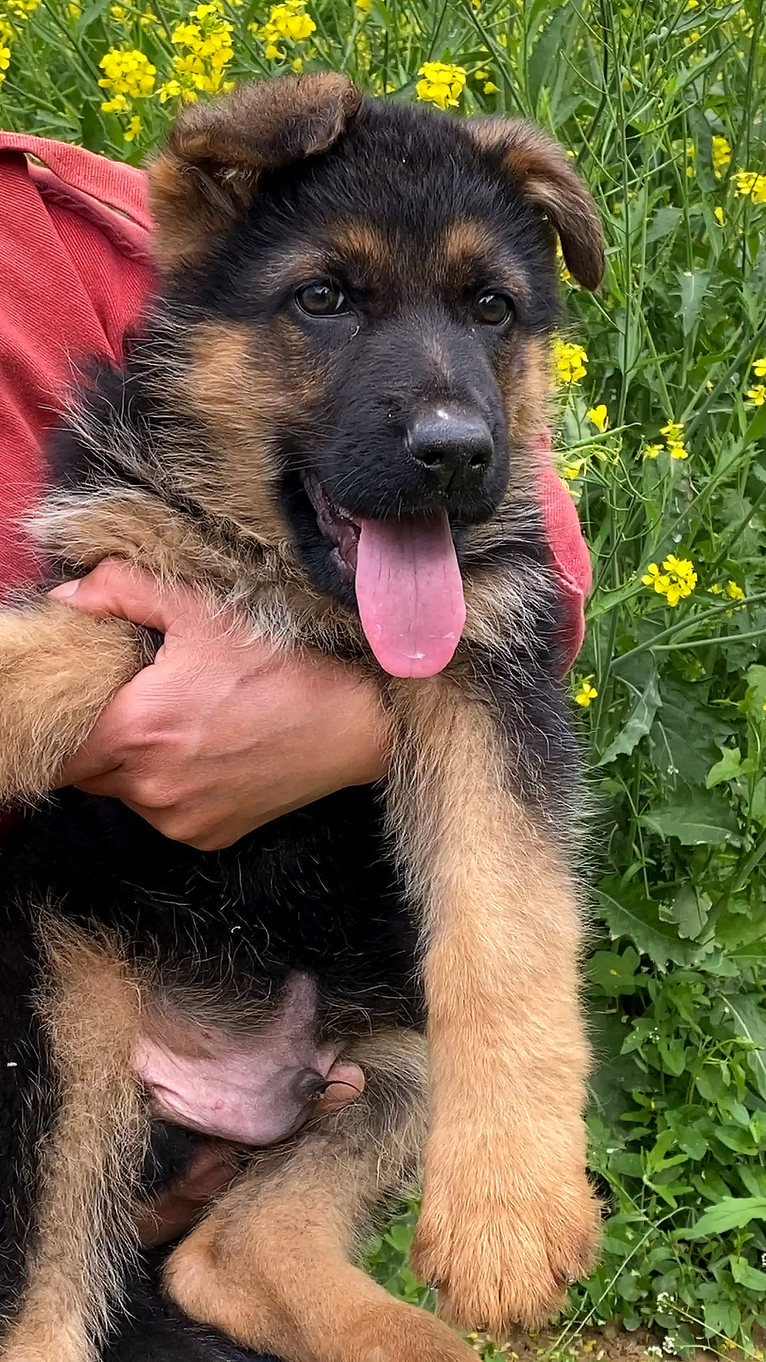 三个月德牧犬,耳朵还朝一边长呢