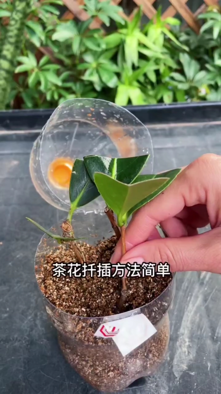 扦插技术茶树扦插技巧分享