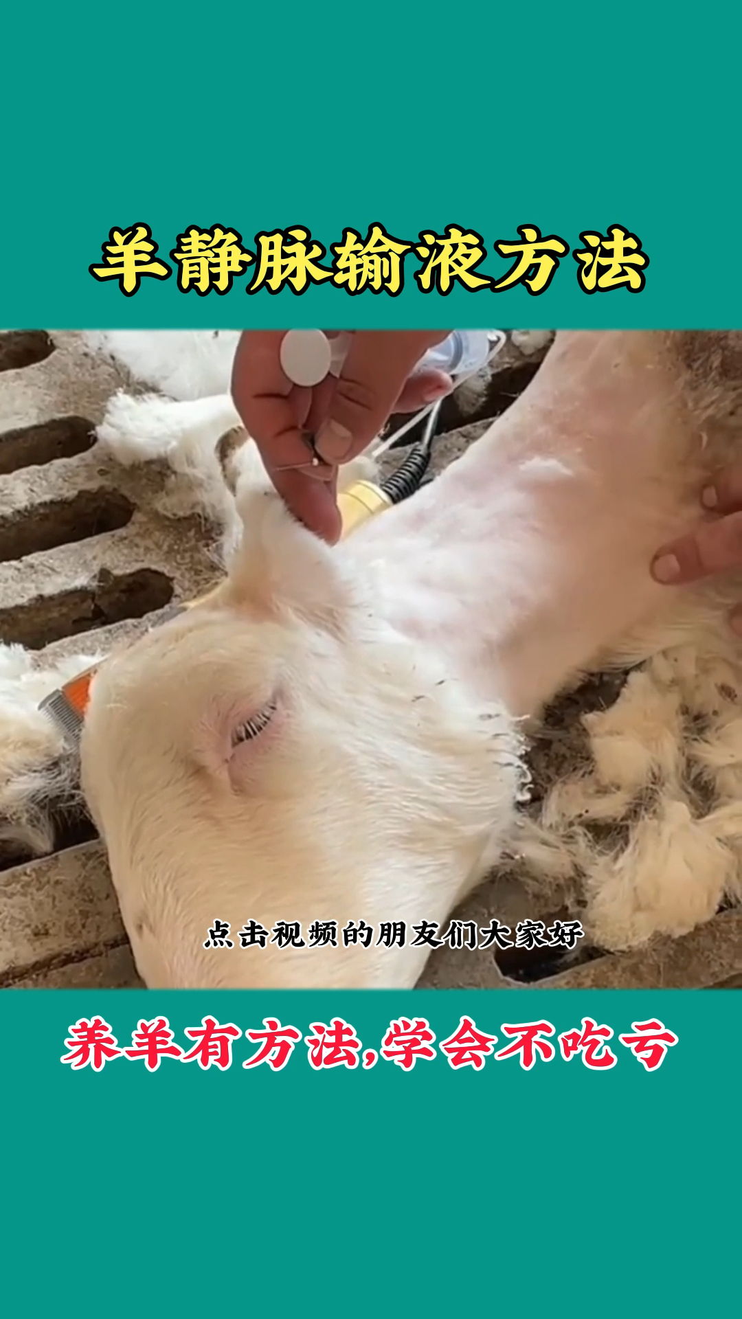 农村养羊人羊静脉推注静脉输液的方法新手必学