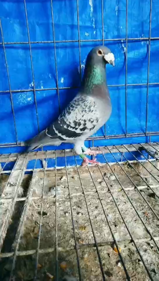 鸽魔#詹森大鼻子,今天新抓的天落,懂鸽子的朋友帮我评价评价,看看好