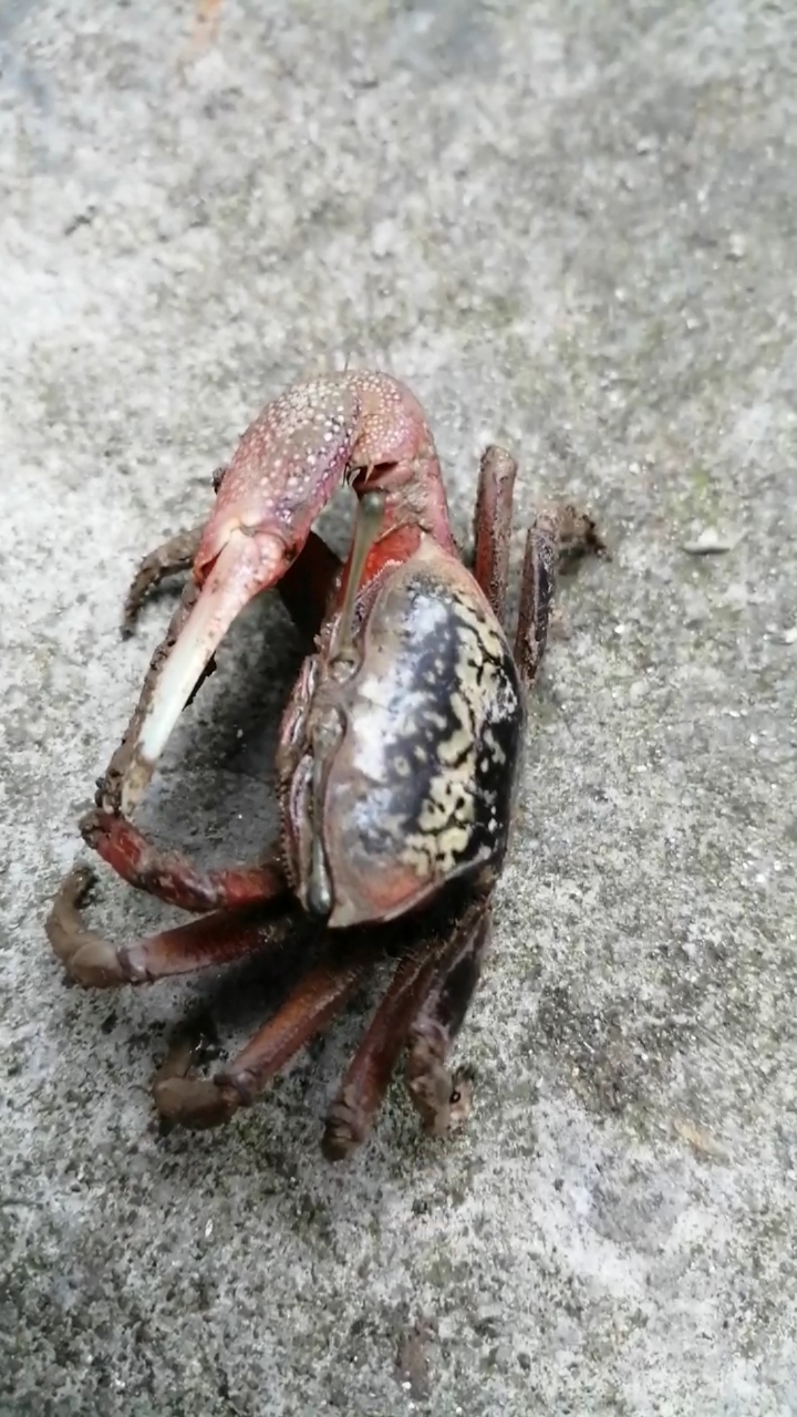 这螃蟹眼睛好长呀