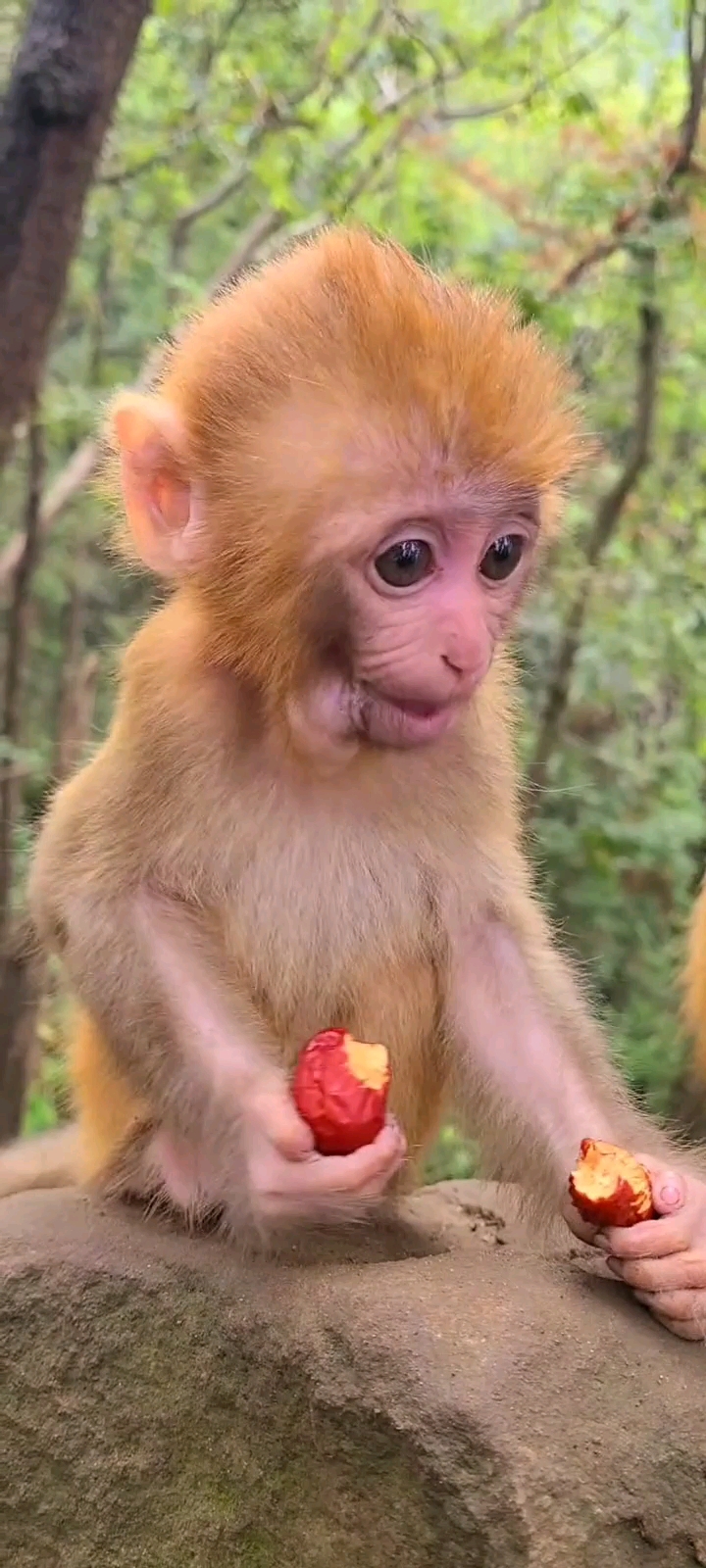 小小爱宠萌化你#可爱的猴宝宝爱吃红枣枣
