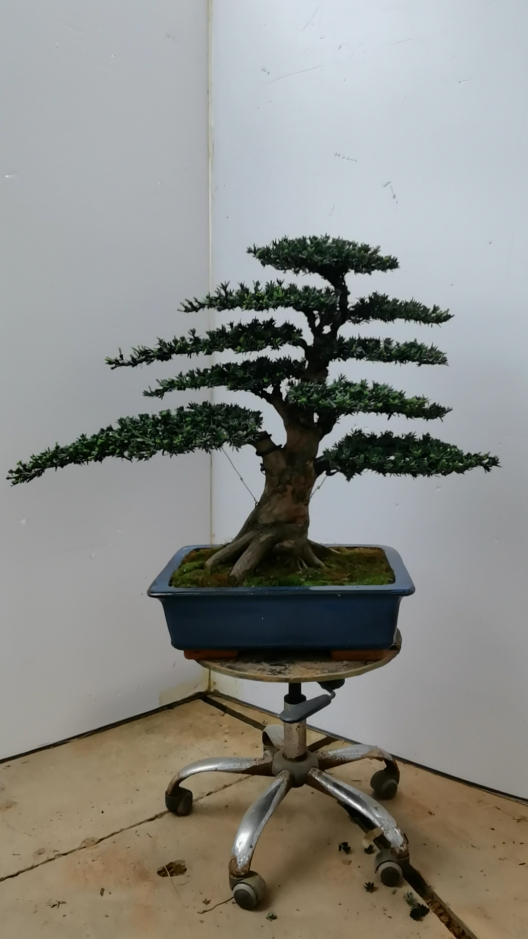 米叶罗汉松矮霸提根老桩喜欢的来