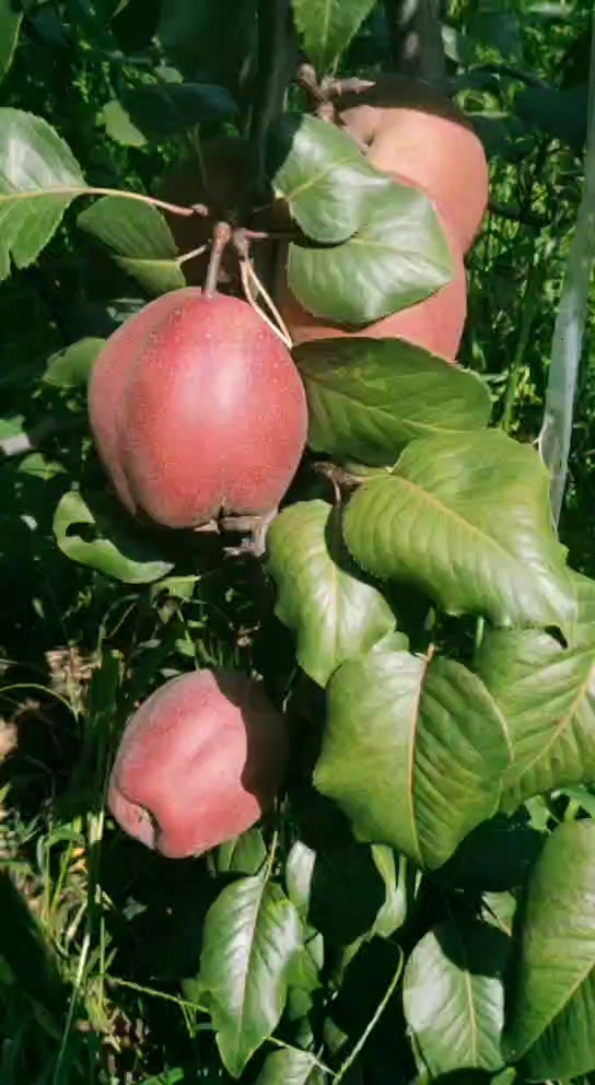 奥红一号全红梨结果表现全红梨树苗奥红一号梨树苗