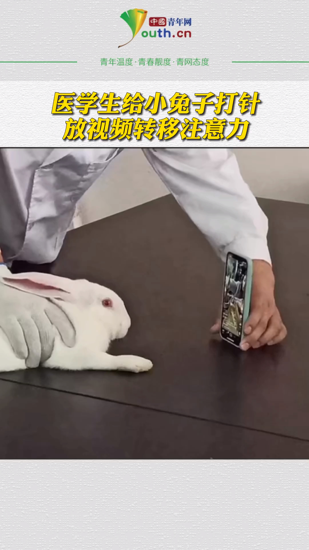 医学生给兔子打针放视频转移注意力