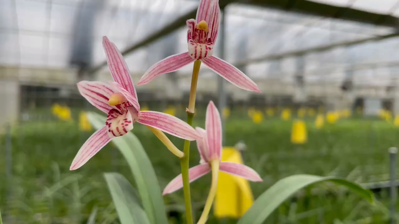 兰花#建兰/峨眉胭脂