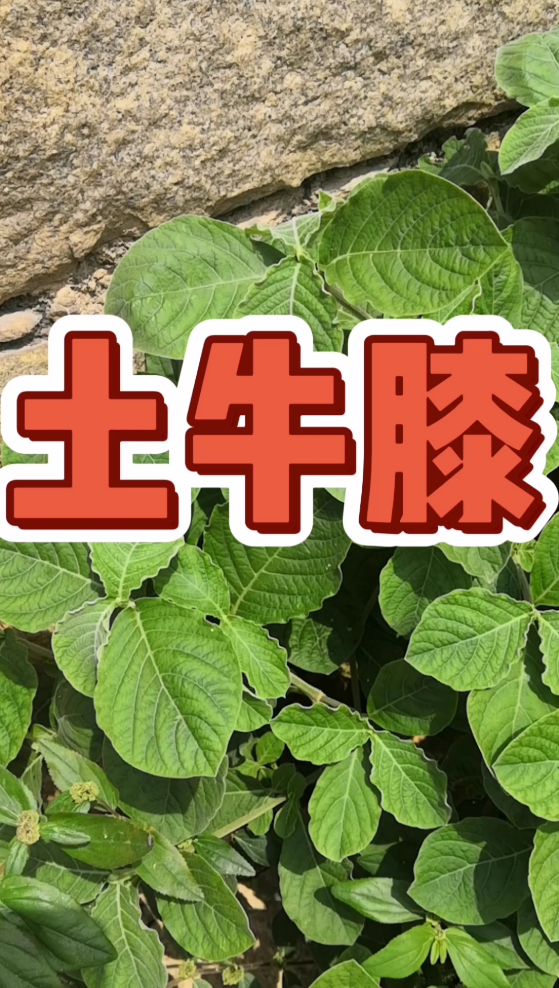 寻百草识百草,土牛膝,一个对膝盖很好的草药