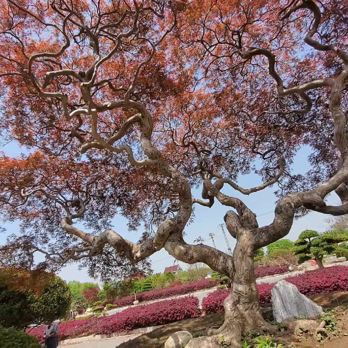 庭院别墅首选#百年羽毛枫进口羽毛枫庭院枫树花园主景树#花园植物