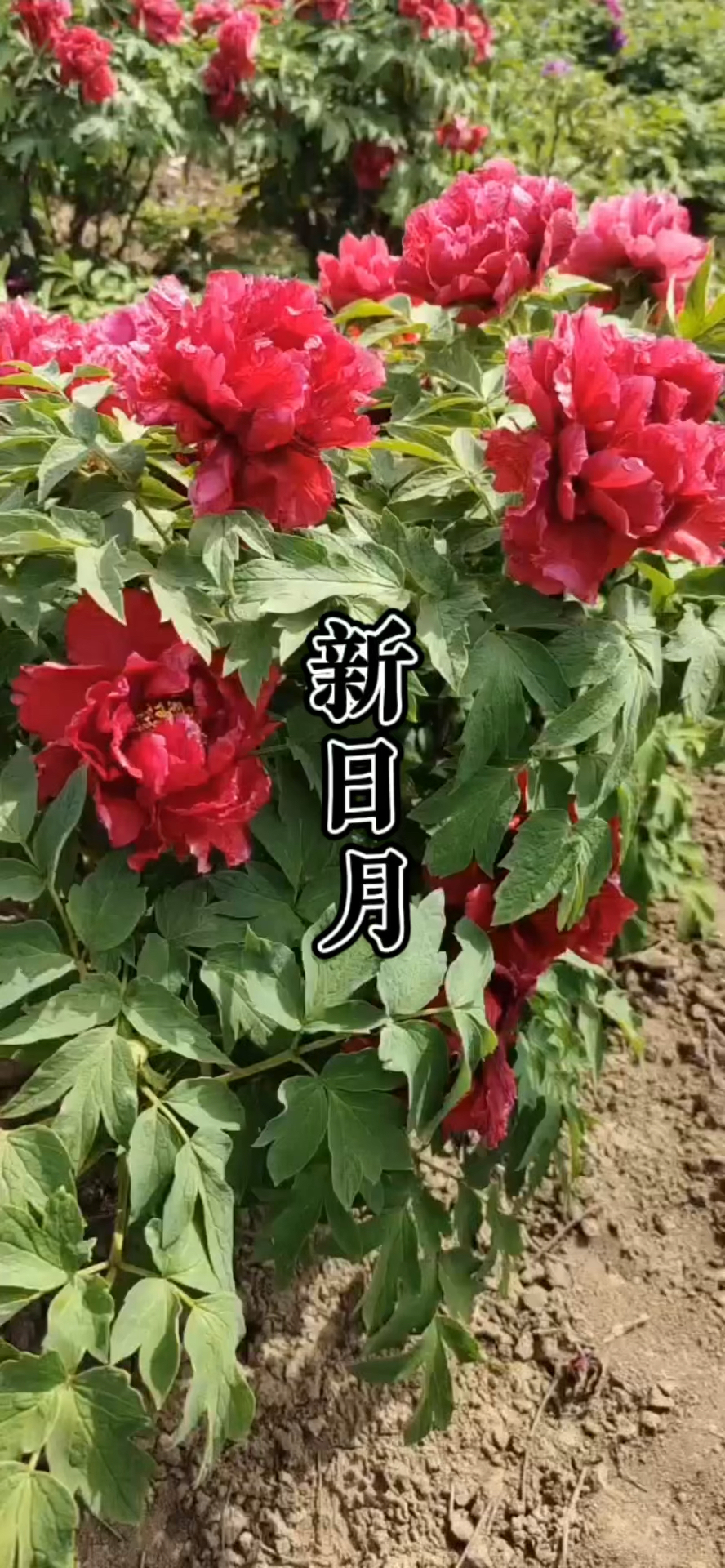 牡丹品种,新日月,国旗红颜色