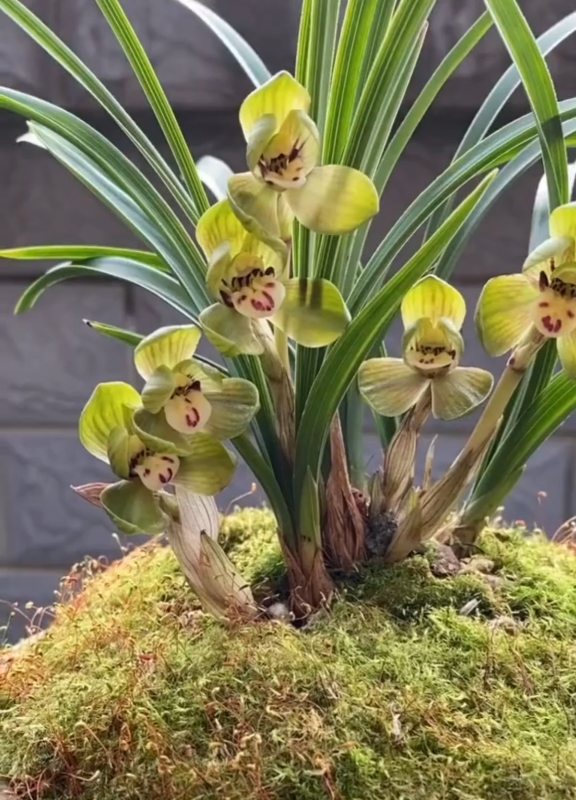 兰花#春兰铭品"环球荷鼎"