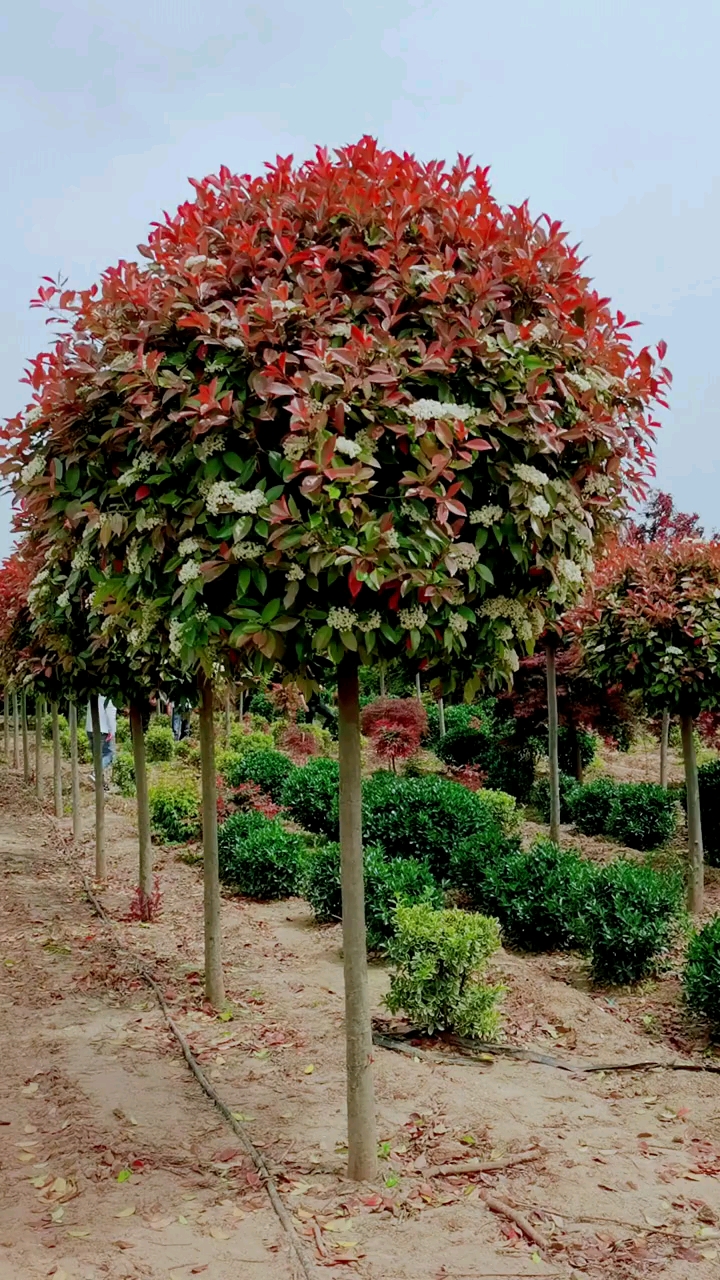 精品高杆红叶石楠,四季常青不落叶适合庭院别墅农家小院绿化栽植