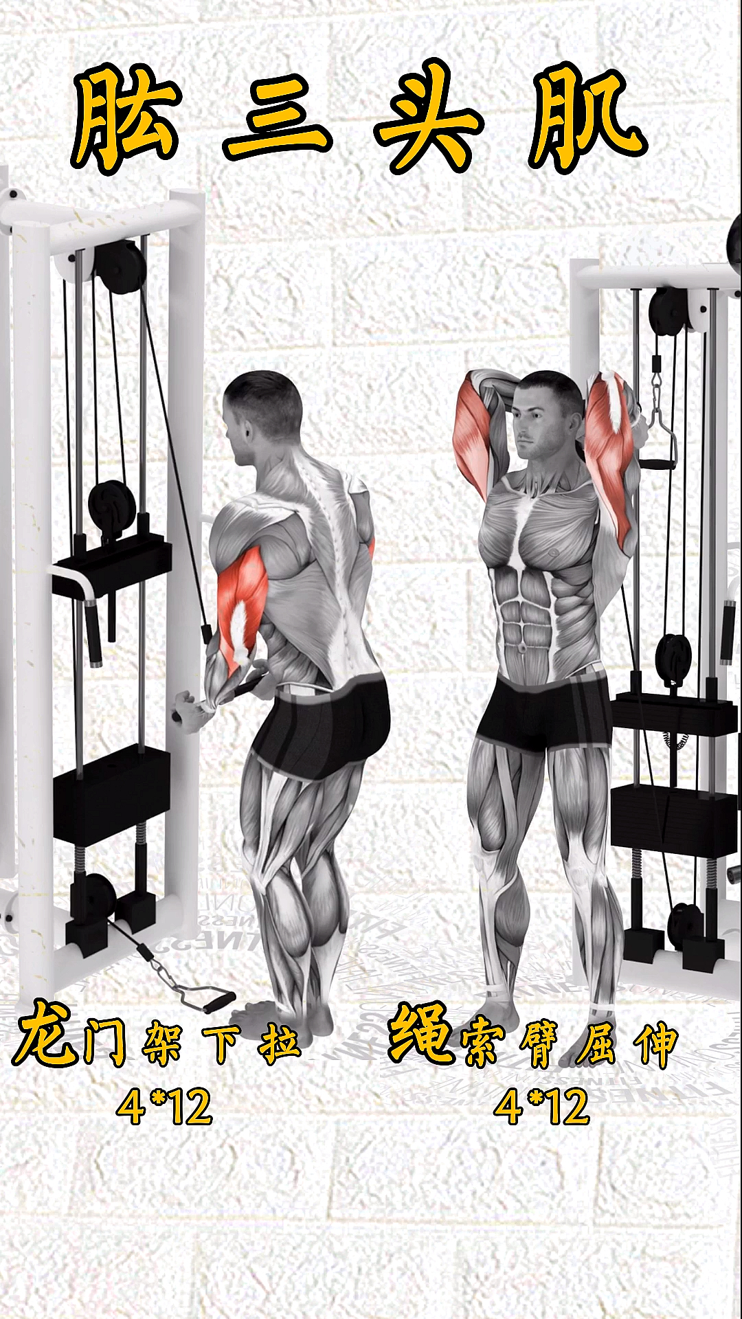 健身#麒麟臂之肱三头肌训练教程