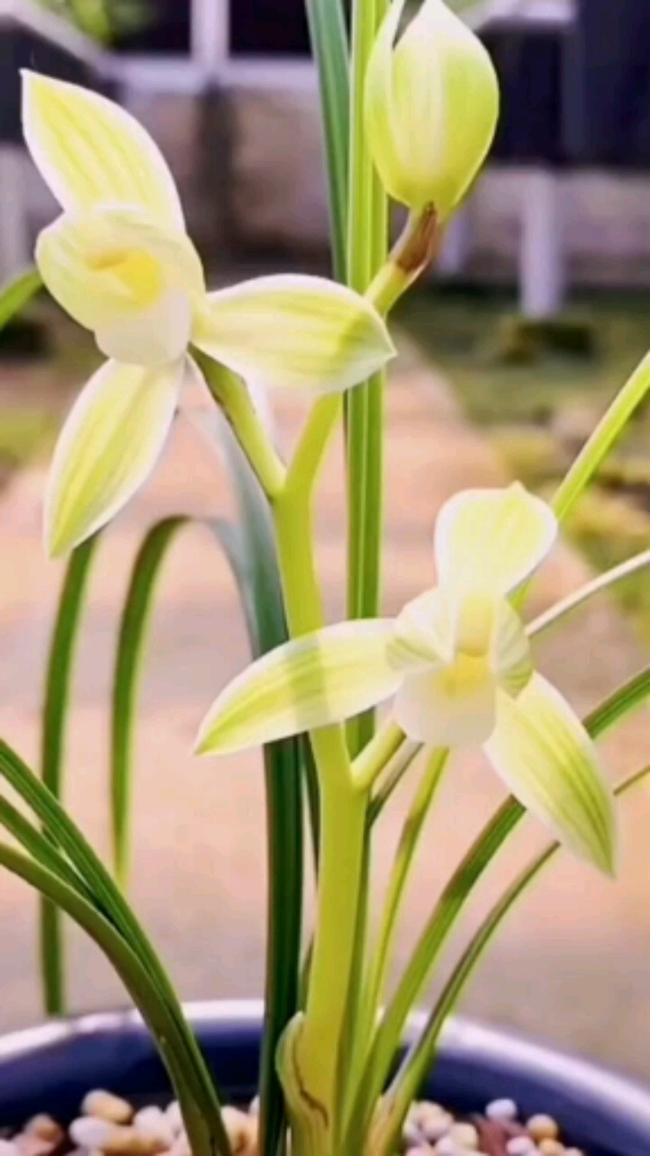 愛蘭花養蘭花,全民小助手#蓮瓣蘭雲龍素荷