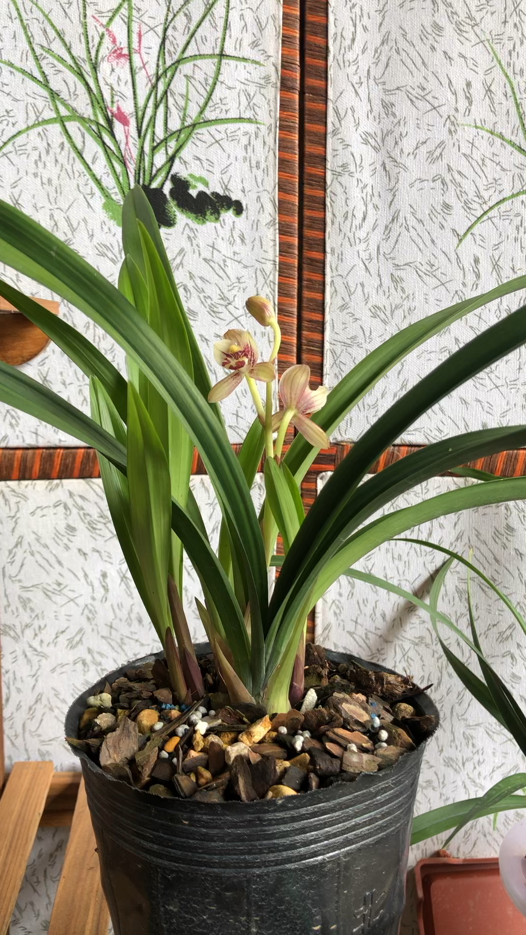 兰花#浓香兰花建兰红月红荷欣赏-度小视