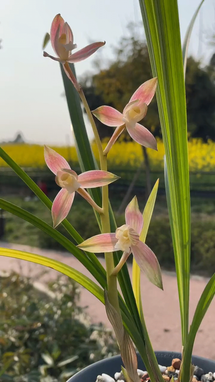 兰花春剑红霞素经典永不过时