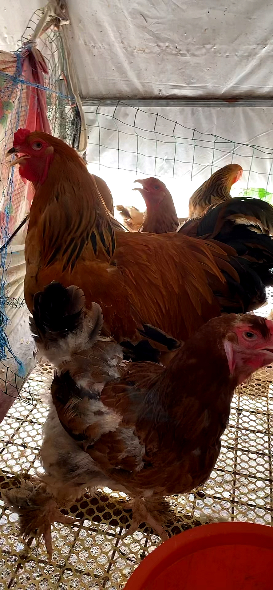 大红袍婆罗门观赏鸡