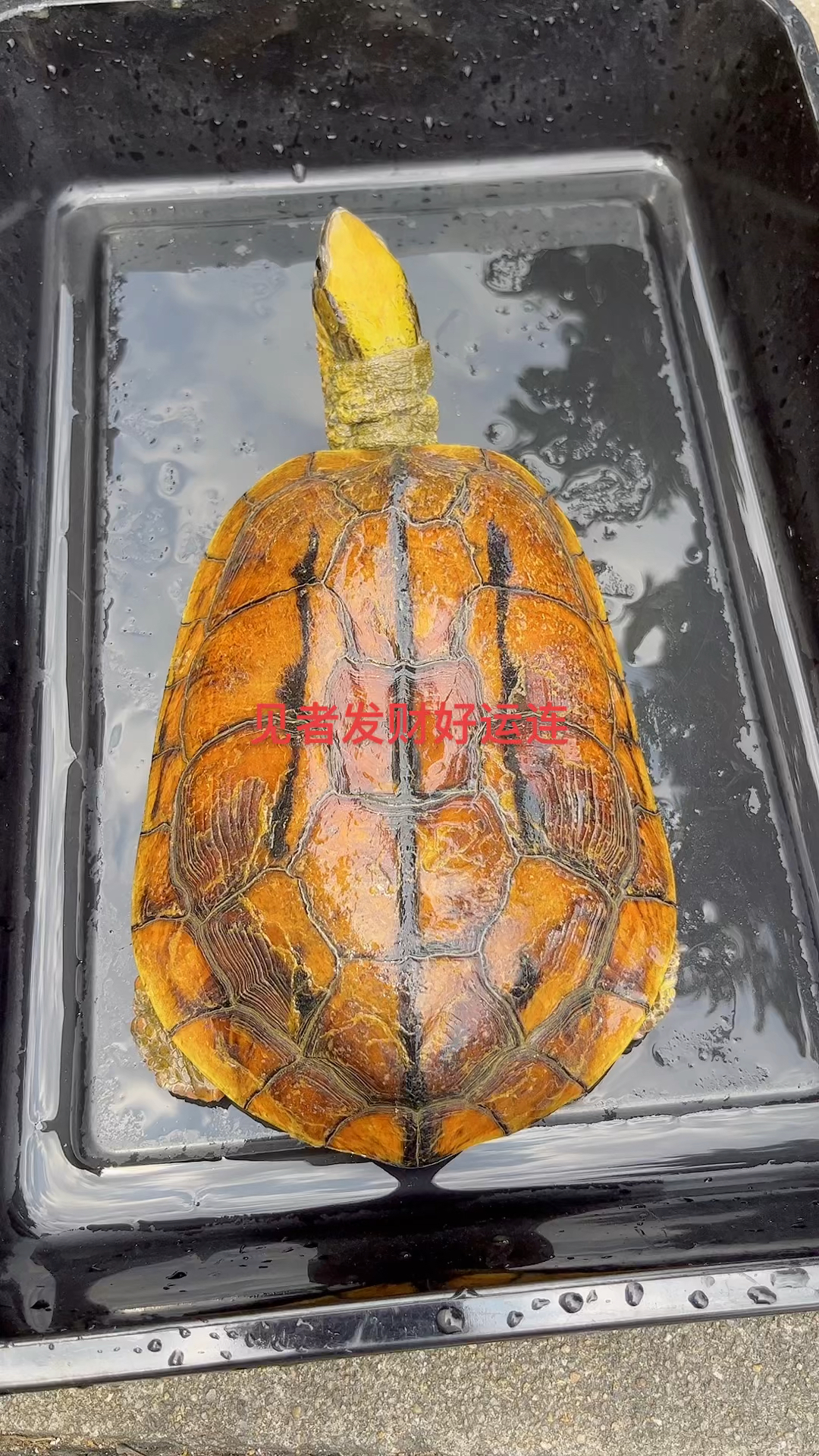 乌龟#发财龟,接近60岁的金钱龟公,非常难得一见#宠物-度小视