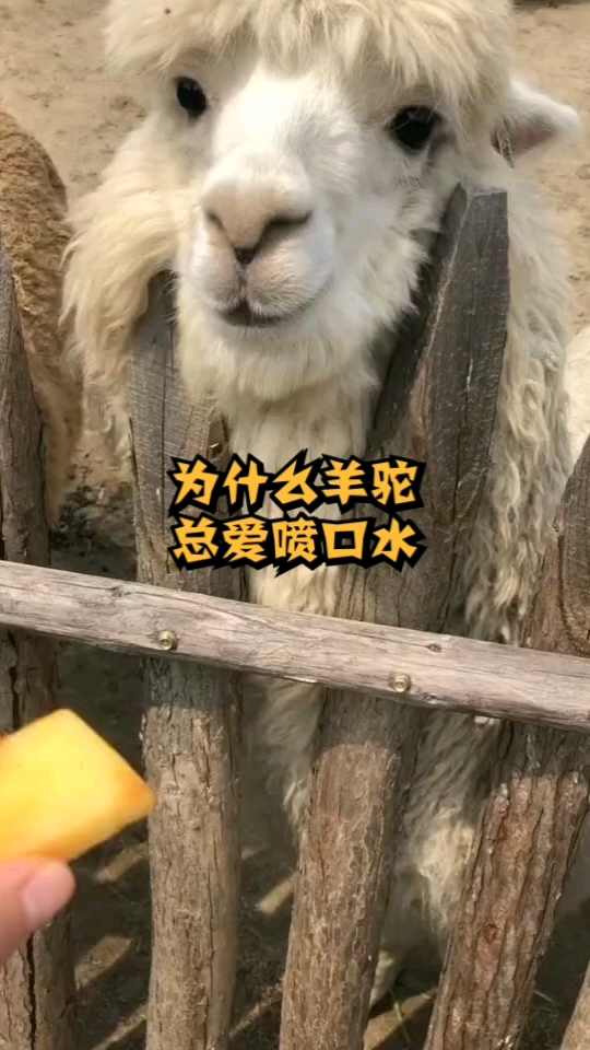 为什么羊驼总爱吐口水,对此你怎么看?