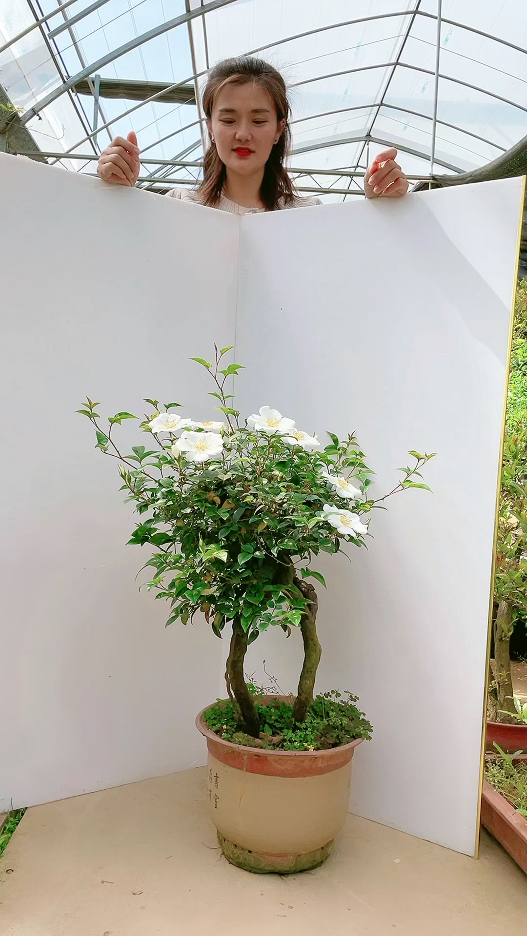蔷薇盆景