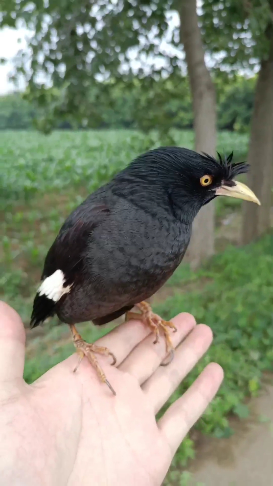 一叫就来#八哥鸟#八哥盘飞#八哥户外#八哥放飞