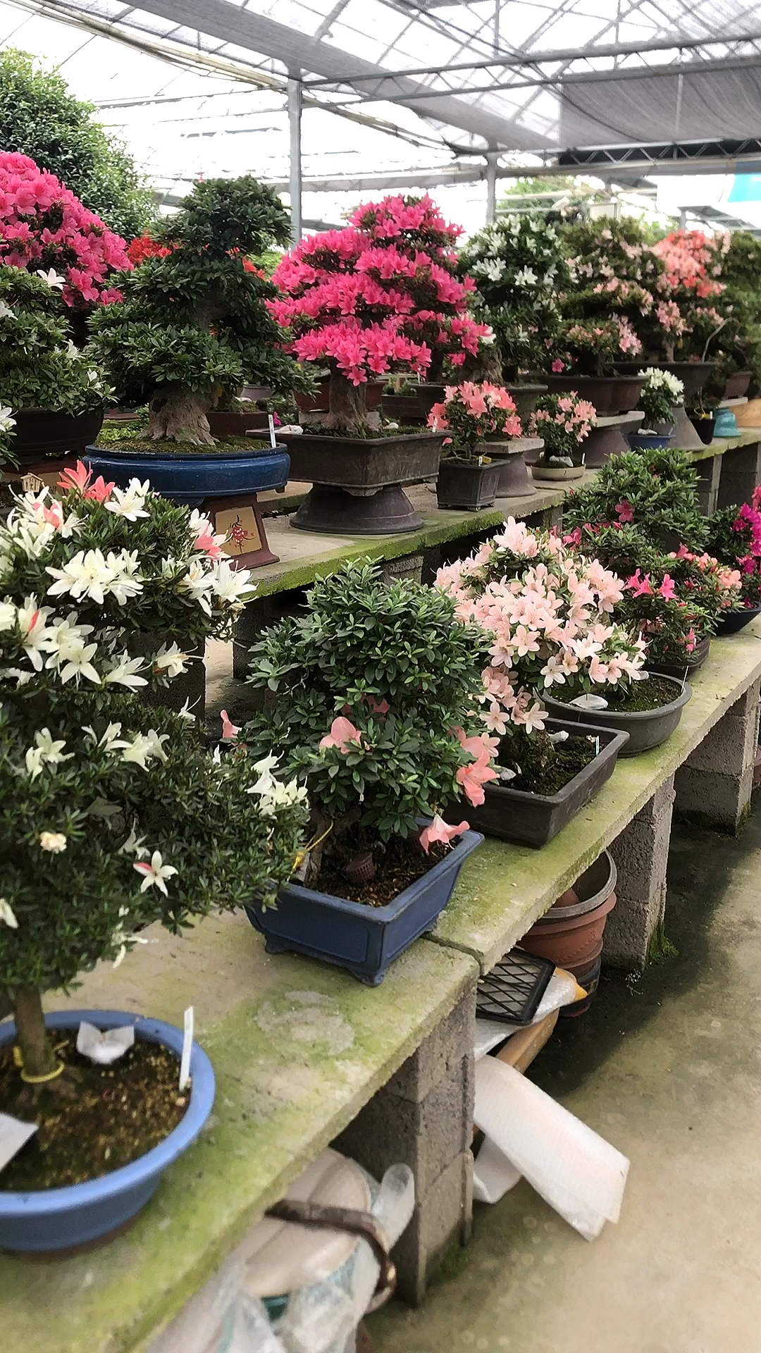 满园春色关不住,精品皋月杜鹃