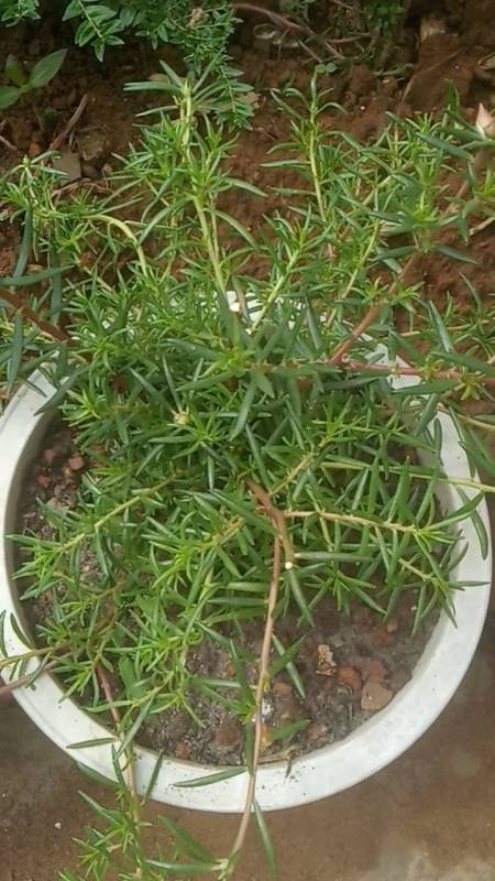 太阳花#这样种太阳花挺好的